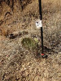 Opuntia engelmannii image
