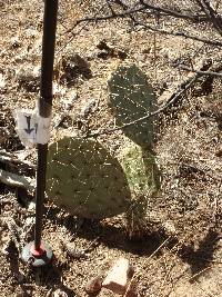 Opuntia engelmannii image