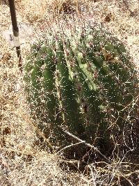 Ferocactus wislizeni image