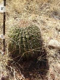 Ferocactus wislizeni image