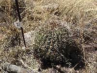 Ferocactus wislizeni image