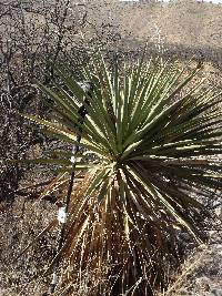 Yucca madrensis image