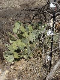 Opuntia engelmannii image