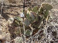 Opuntia engelmannii image