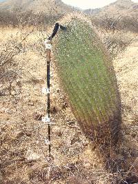 Ferocactus wislizeni image