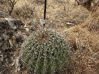 Ferocactus wislizeni image