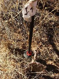 Opuntia engelmannii image