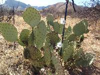 Opuntia engelmannii image