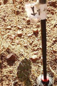 Opuntia engelmannii image