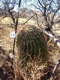 Ferocactus wislizeni image