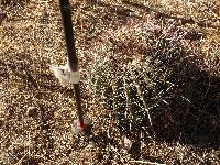 Ferocactus wislizeni image