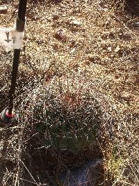 Ferocactus wislizeni image