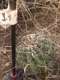 Ferocactus wislizeni image