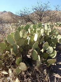Opuntia engelmannii image