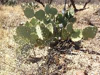 Opuntia engelmannii image