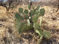 Opuntia engelmannii image