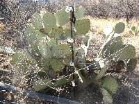 Opuntia engelmannii image