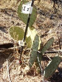 Opuntia engelmannii image