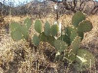 Opuntia engelmannii image