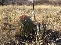 Ferocactus wislizeni image