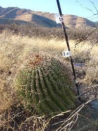 Ferocactus wislizeni image