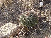 Ferocactus wislizeni image