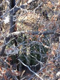 Ferocactus wislizeni image