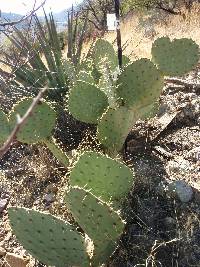 Opuntia engelmannii image