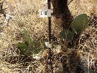 Opuntia engelmannii image