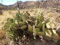 Opuntia engelmannii image