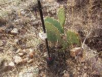 Opuntia engelmannii image