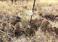 Opuntia engelmannii image