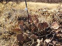 Opuntia engelmannii image