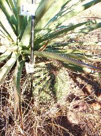 Ferocactus wislizeni image