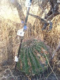 Ferocactus wislizeni image