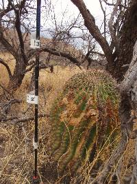 Ferocactus wislizeni image