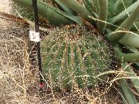 Ferocactus wislizeni image