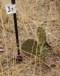 Opuntia engelmannii image