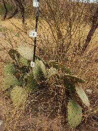 Opuntia engelmannii image