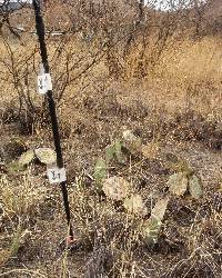 Opuntia engelmannii image