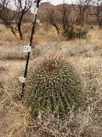 Ferocactus wislizeni image