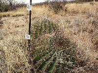 Ferocactus wislizeni image