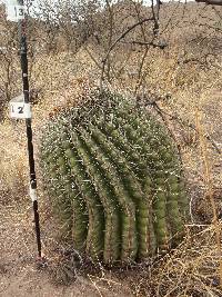 Ferocactus wislizeni image