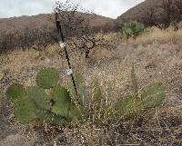 Opuntia engelmannii image