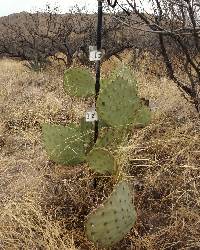 Opuntia engelmannii image