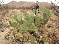 Opuntia engelmannii image