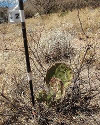 Opuntia engelmannii image