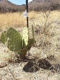 Opuntia engelmannii image