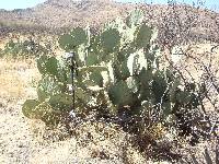 Opuntia engelmannii image