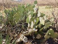 Opuntia engelmannii image